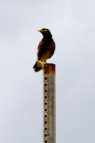 Kauai Bird / ssshupe